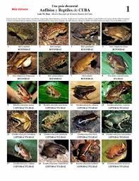 resultado de imagen de animales anfibios nombres anfibios en 2018