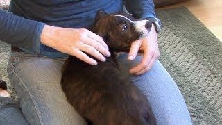 How To Train A Pitbull Puppy Not To Bite Youtube Aggressive