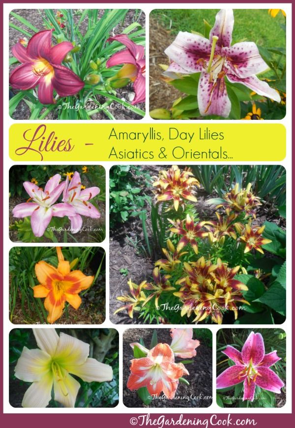 27 Of The Best Lily Varieties Gardener S Path In 2020 Lily Plants Lily Plant Types Types Of Lilies
