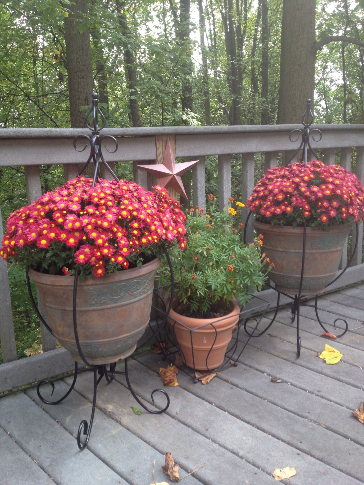 indoor hanging plants #Easyhangingplants #hangingplantsindoor indoor hanging plants #Easyhangingplants #hangingplantsindoor