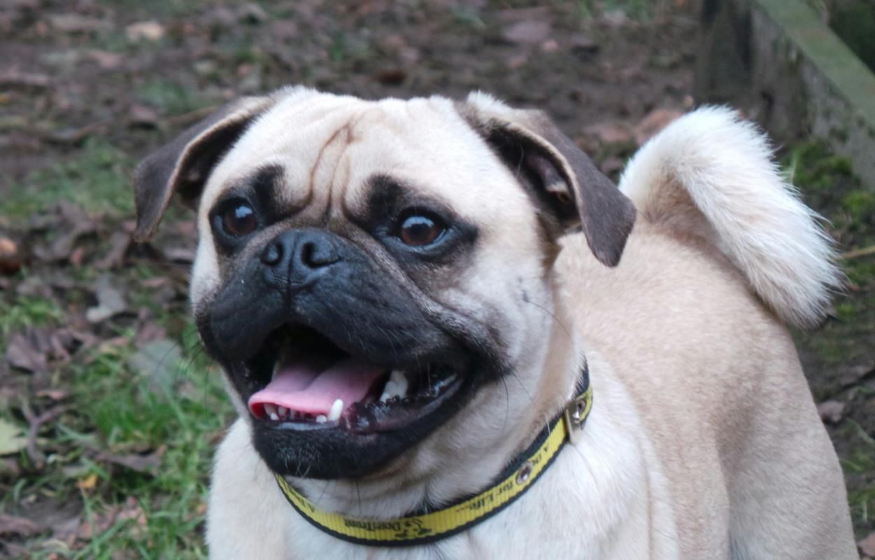 Rehoming Dogs Trust Dogs Dogs Trust Rehoming rehoming-dogs-trust-dogs-dogs-trust-rehoming