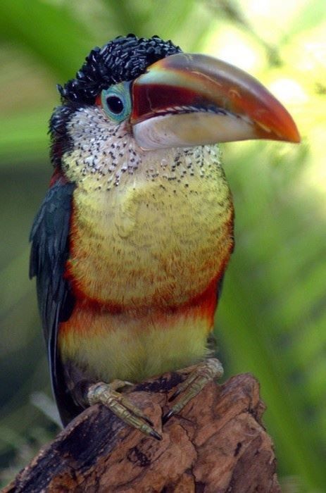 bilge kurtulu adl kullan c n n birds panosundaki pin bilge kurtulu adl kullan c n n birds panosundaki pin
