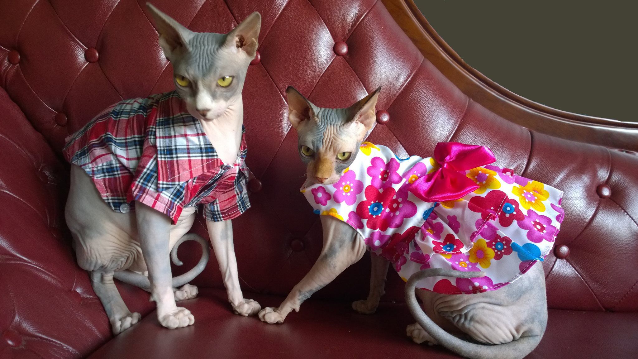Did You Just Say It S Friday Thanks T Hairless Cat Spinx Cat Cute Cats And Kittens
