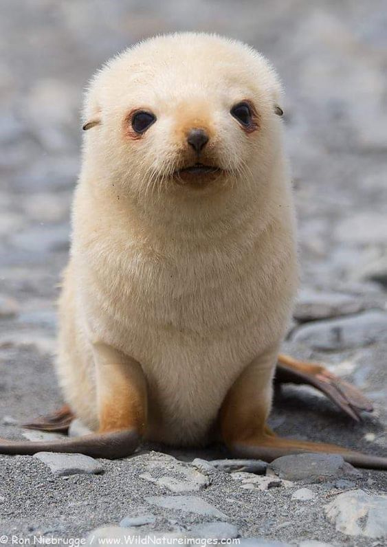 Baby Seals Are The Cutest Thing Ever And These Photos Are Here To Prove it