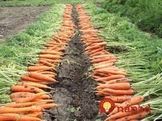 Keď idem sadiť mrkvu, vždy sa držím tejto rady od mojej starkej: Už roky mám takú úrodu, že mi ju chodia obdivovať všetci susedia! Herb Garden, Vegetable Garden, Garden Tools, Home And Garden, Organic Gardening, Gardening Tips, Gardening Zones, Gladiolus, Dream Garden
