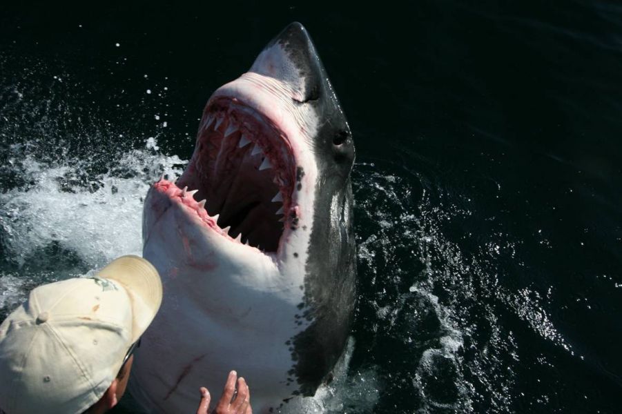 Kopek Baligi Resimleri Shark White Sharks Shark Fishing