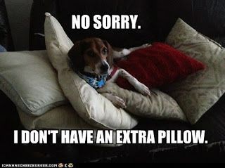 How To Potty Train A Beagle House Training Your Beagle Puppy