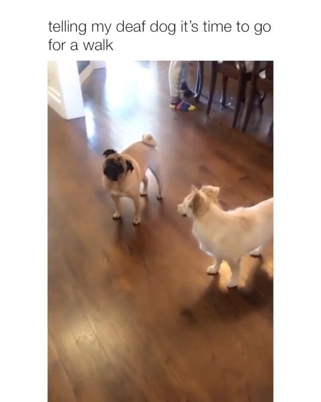 Telling my deaf dog it's time to go for a walk🤩 Telling my deaf dog it's time to go for a walk🤩