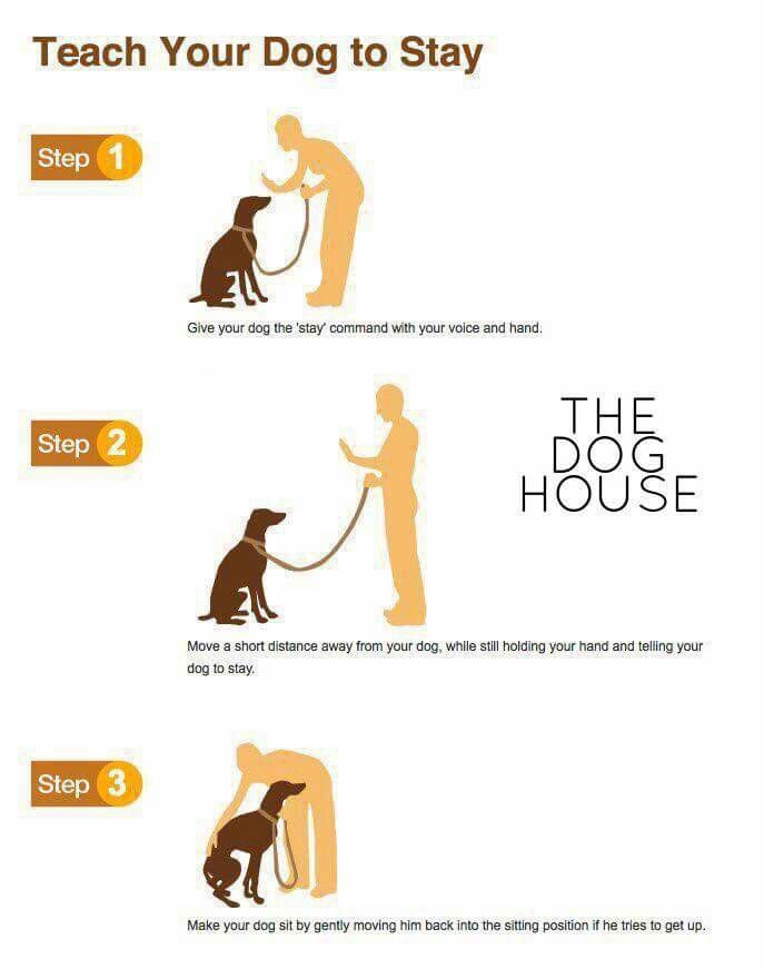 Teaching Your Dog To Stay Trick Dog Training Dog Training