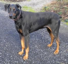 Adopt Ziggy On Doberman Pinscher Doberman Doberman Pinscher Dog