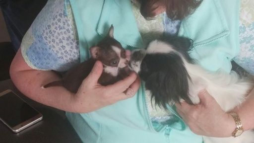 Chihuahua Puppy For Sale In Salem Or Adn 31281 On Puppyfinder