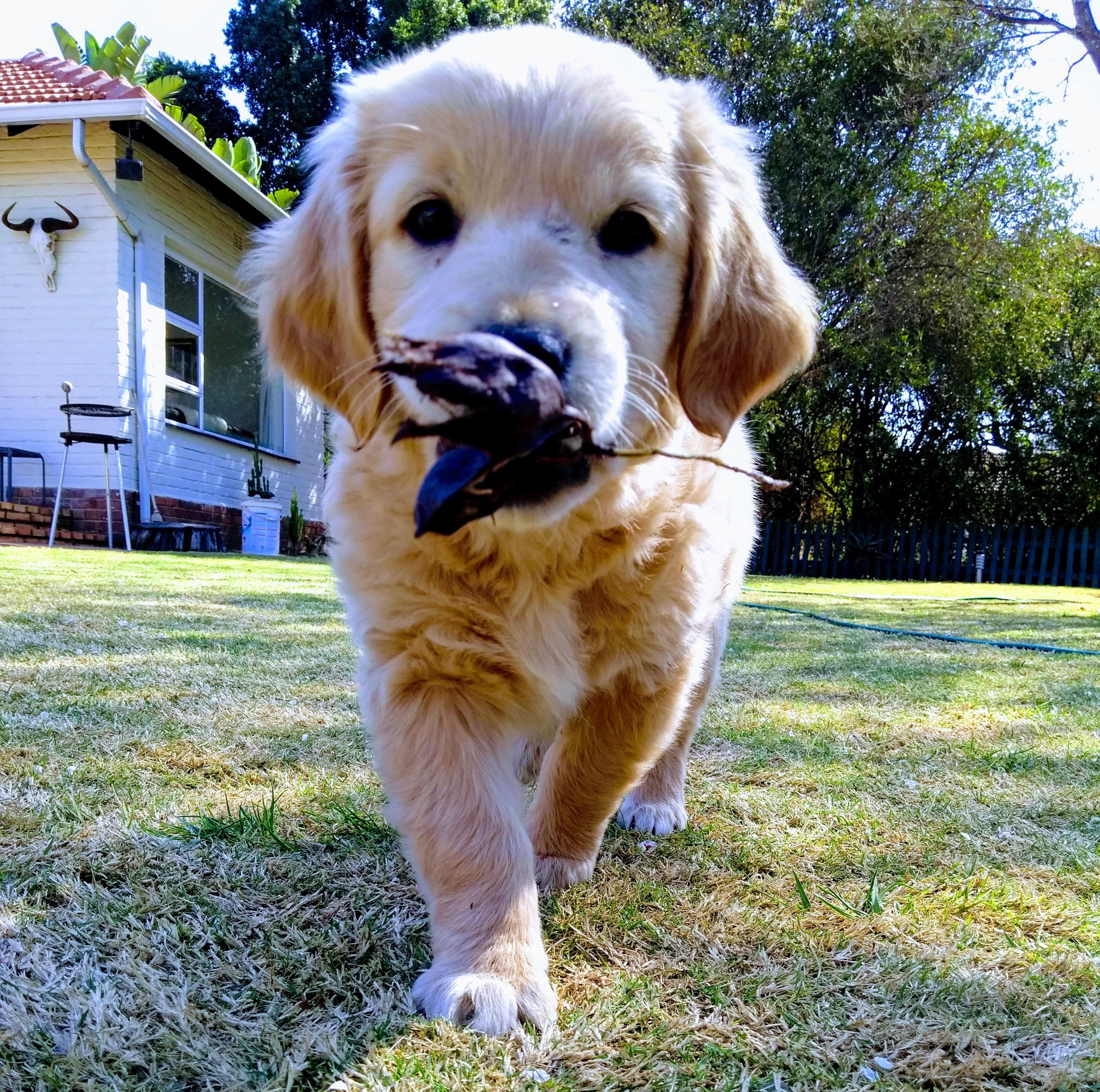 At Her Forever Home For A Week Love You Tiny Floof Aka Roxie Dogs Golden Retriever I Love Dogs Golden Retriever