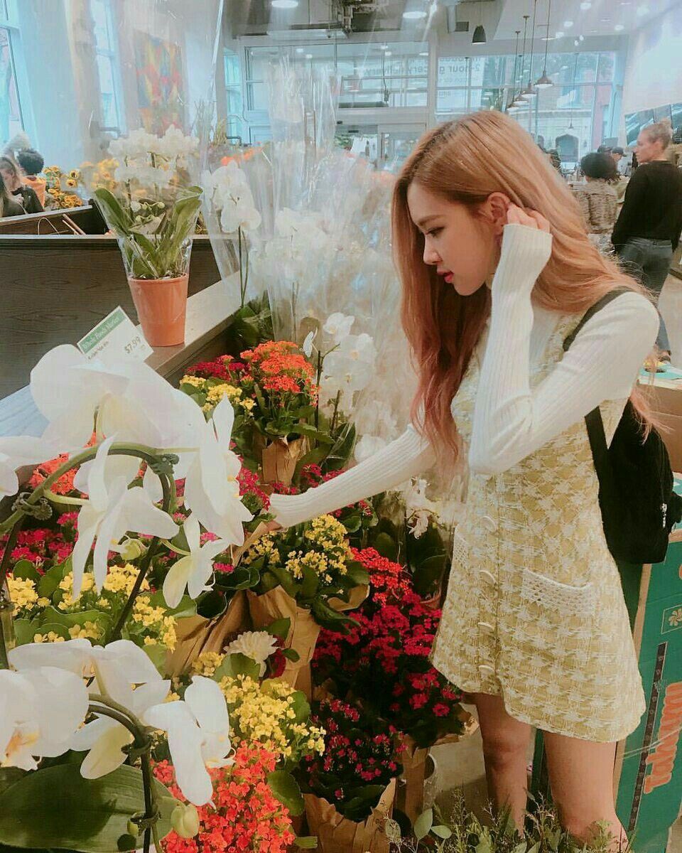 100+ Gambar Mawar Instagram Terlihat Keren 100+ Gambar Mawar Instagram Terlihat Keren