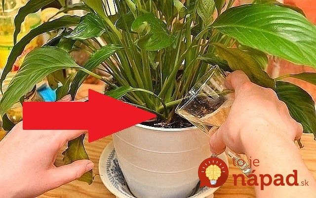 Pani mi poradila, ako im doslova vdýchnuť život priamo do koreňov. Problémom je vraj najčastejšie nedostatok kyslíka, ktorý sa dostáva ku koreňom, ako aj zárodky plesní, ktoré likvidujú rastlinku pod povrchom. Homemade Balsamic Dressing, Felt Birds Ornaments, Red Bouquet Wedding, Amazing Red, Garden Containers, House Plants Indoor, Growing Indoors, Fertilizer, Houseplants