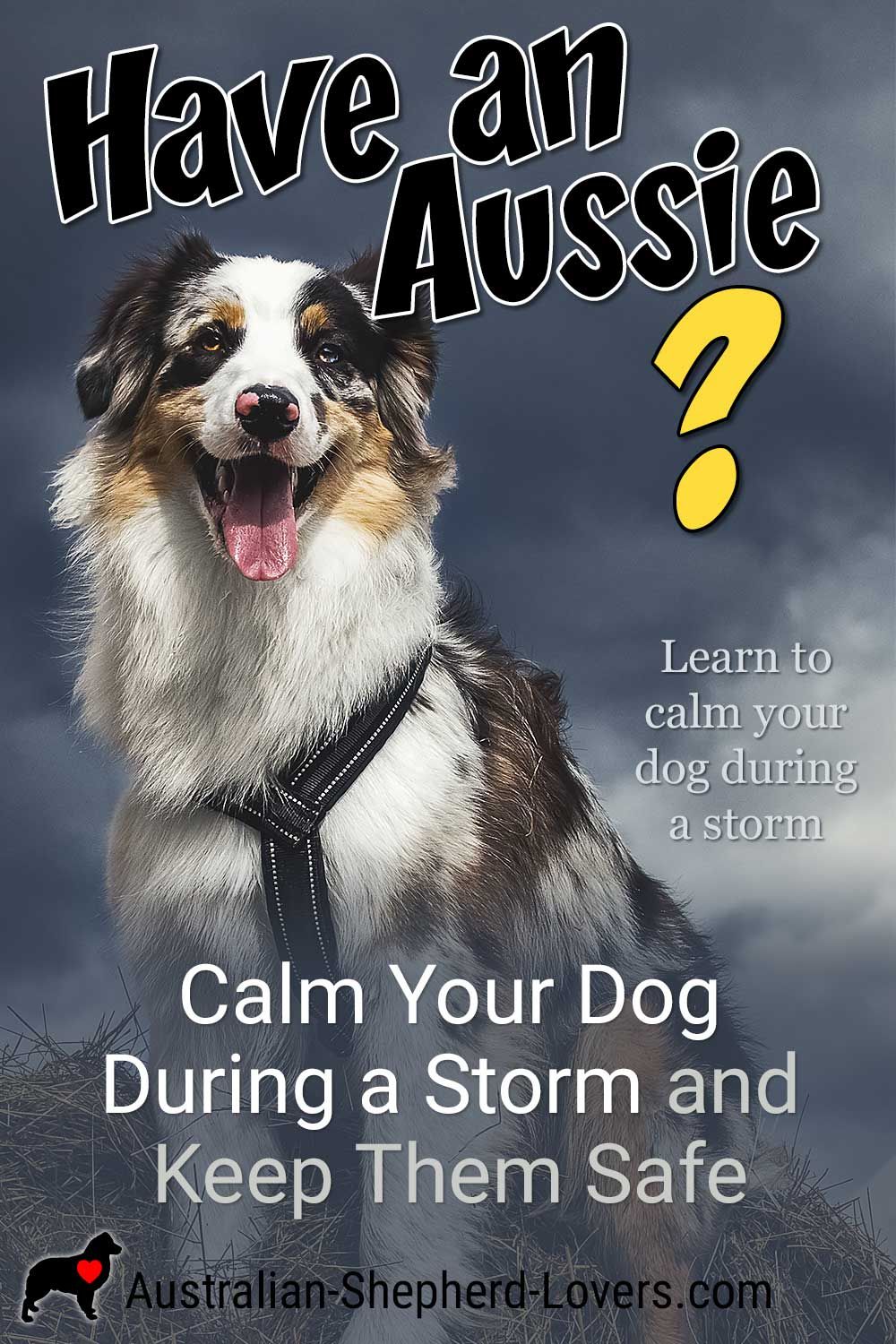 Calm sales australian shepherd