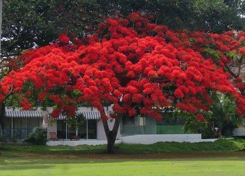 the tree of puerto rico el arbol de flamboyan i remember el arbol