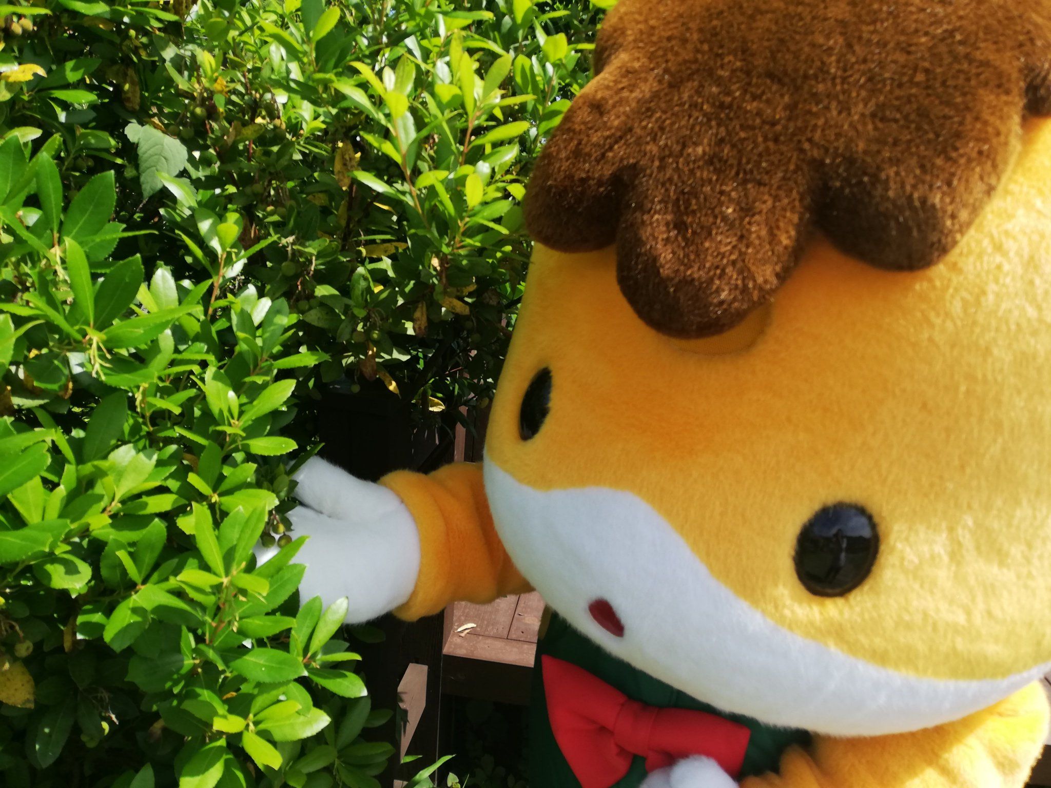 ぐんまちゃん ぐんまちゃん