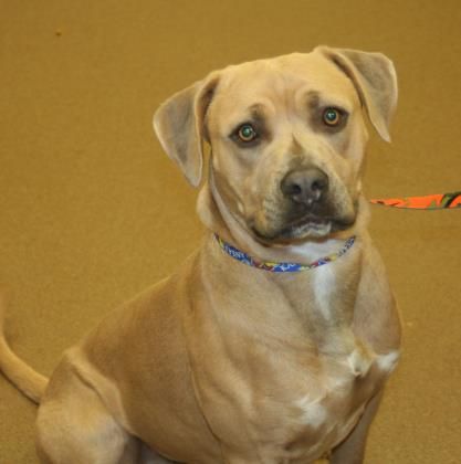 kansas humane society dogs kansas humane society dogs