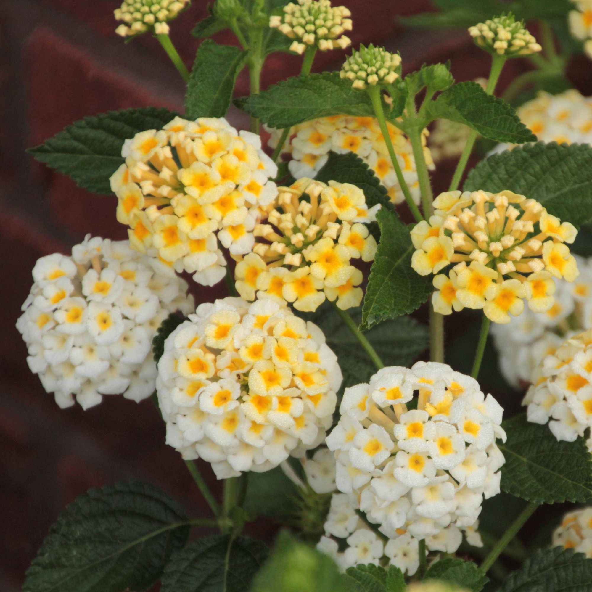 Lantana Camara Bonsai 20seeds Rare Perennial Gorgeous Flower Etsy In 2020 Lantana Flower Pots Bloom Where Youre Planted