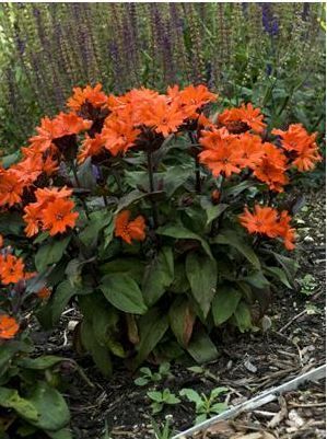 Maltese Cross Gorgeous Perennial Zones 4 10 Hummingbird