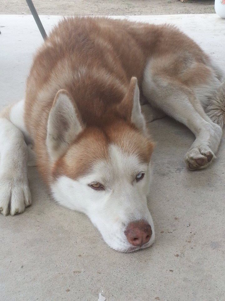 FOUNDDOG 1714 VALLEVISTA CA SIBERIANHUSKY MALE NOT