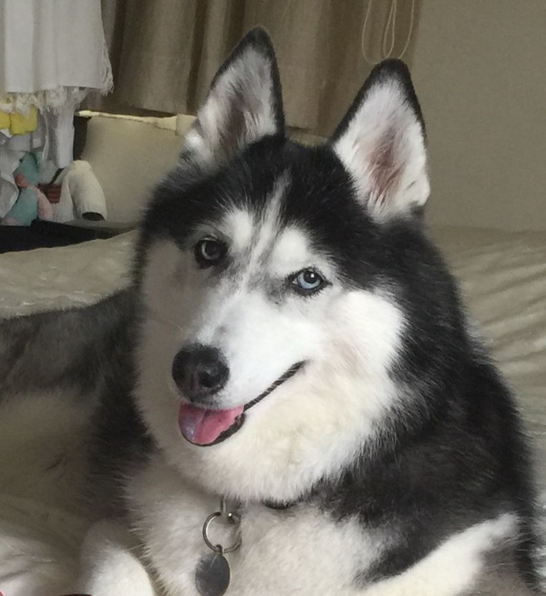 Sweetie Husky Husky