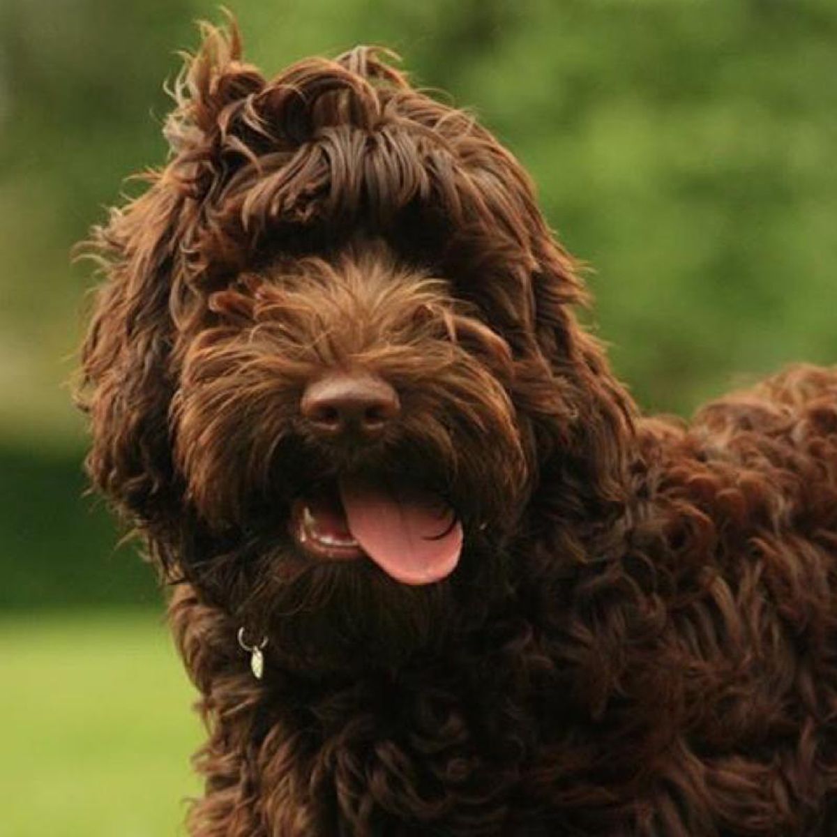Newdoggysignup Cooper The Labradoodle From Edinburgh Just Wants To