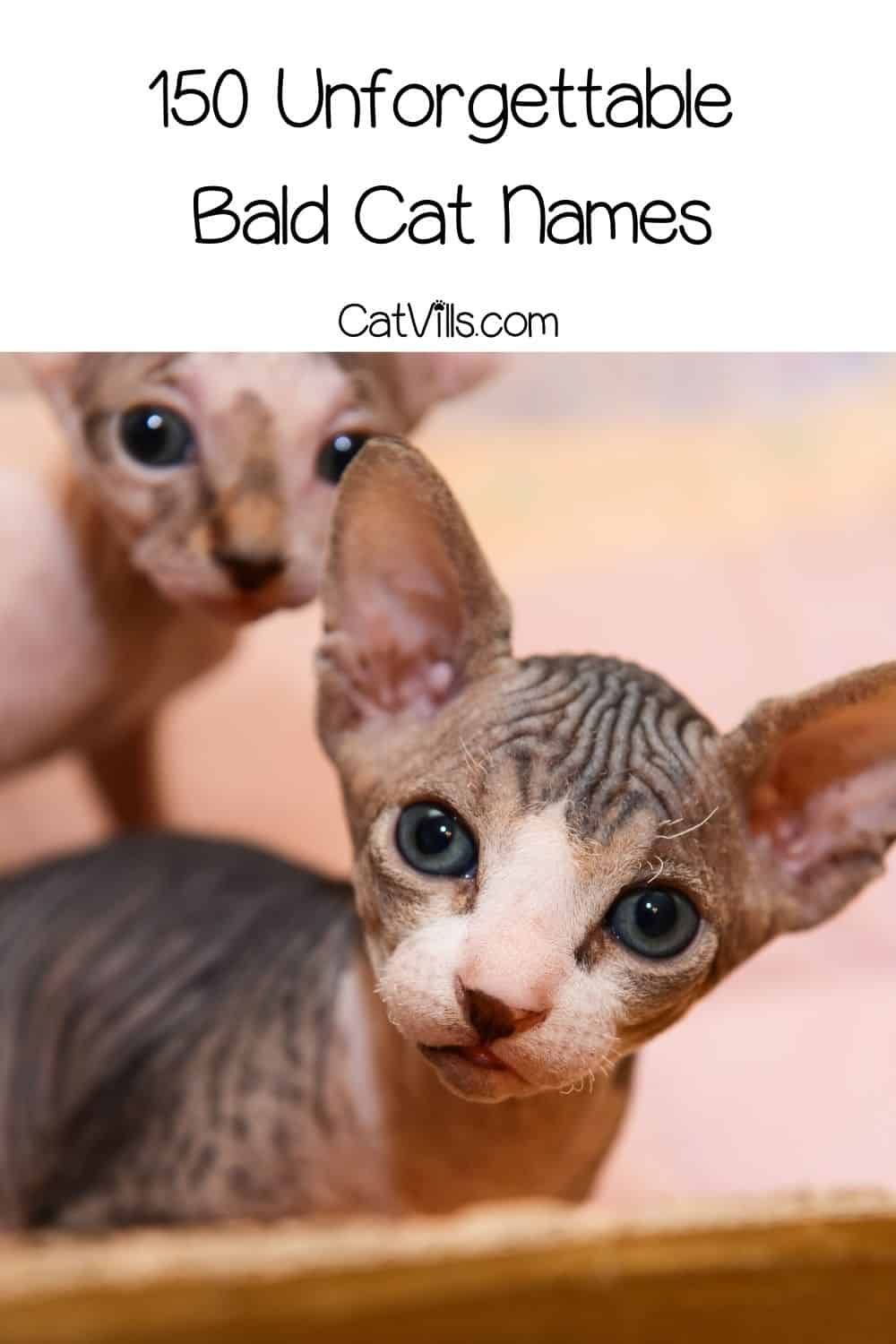 Hairless Cat Names: 190 Astonishing Ideas for Your Kitten