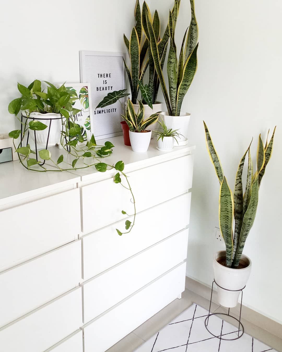 Sansevieria Snake Plant Golden Pothos Air Purifying House Plants Sansevieria Snake Plant Golden Pothos Air Purifying House Plants Clean Healthy