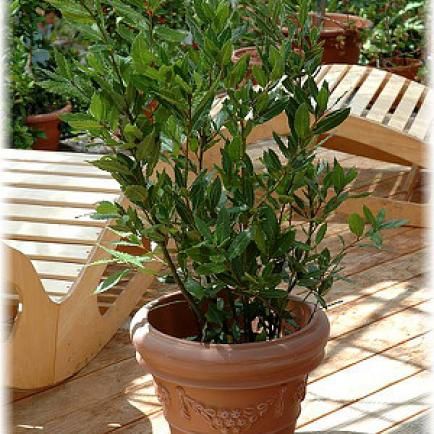 Lorbeer Laurus nobilis Echter lorbeer Pflanzen