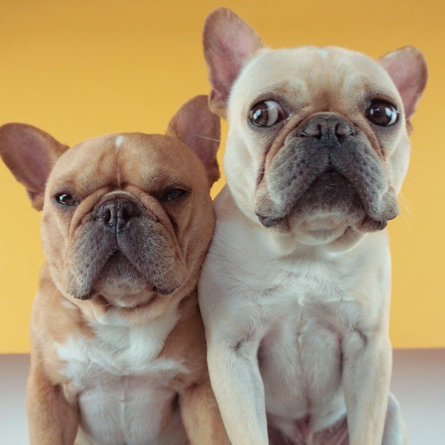 Frenchie Frenchies Frenchbulldog Frenchiesofinstagram