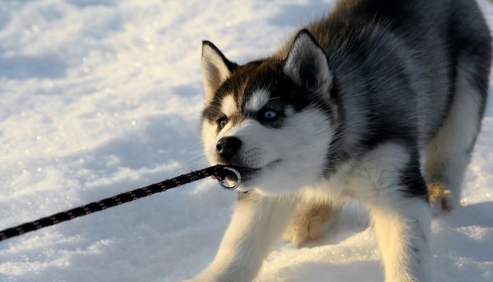Siberian Husky Siberianhusky Husky Puppy