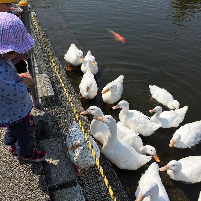 mayuko on Instagram: “アヒルに餌やり。自分も子どもの頃連れって ...