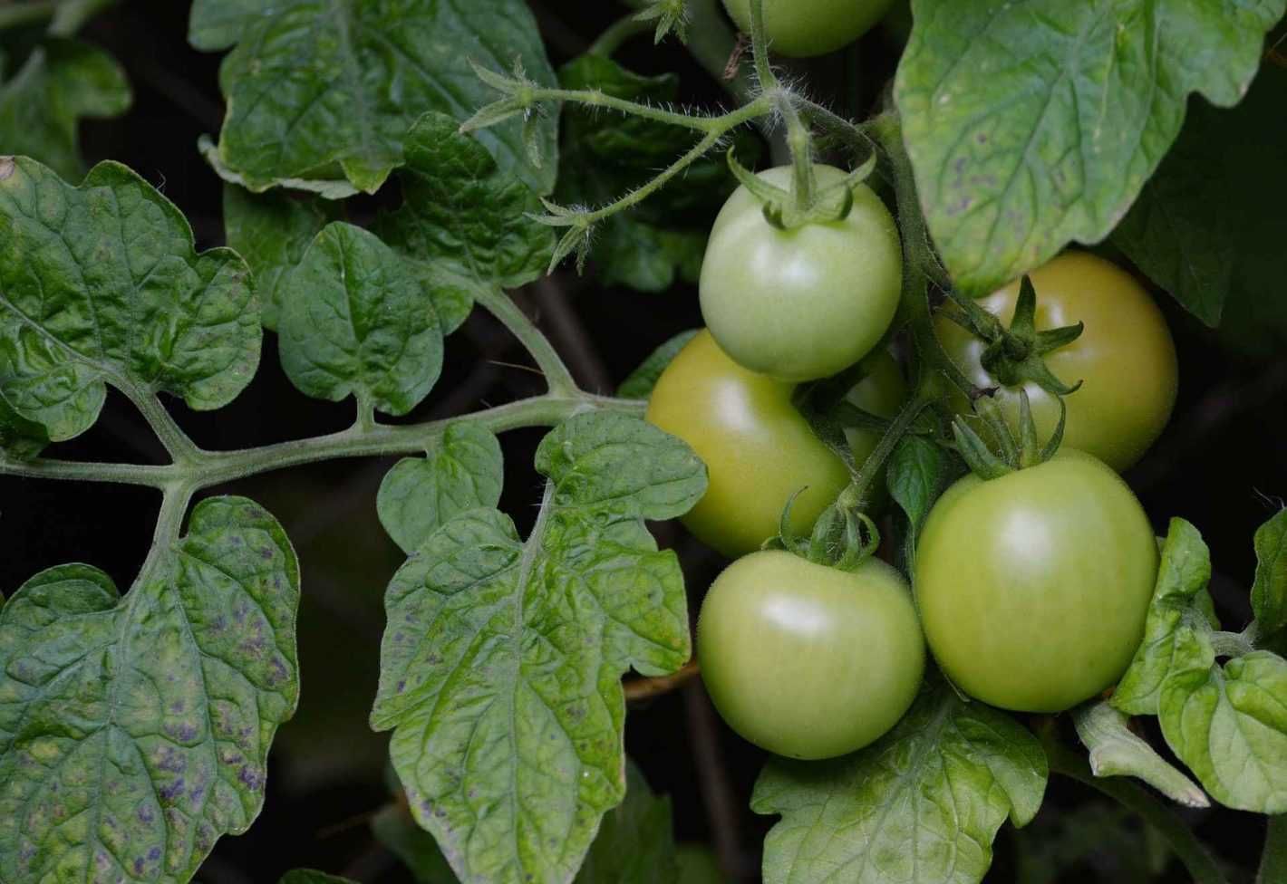 Que faire des tomates vertes ?  Promesse de Fleurs Baked Green