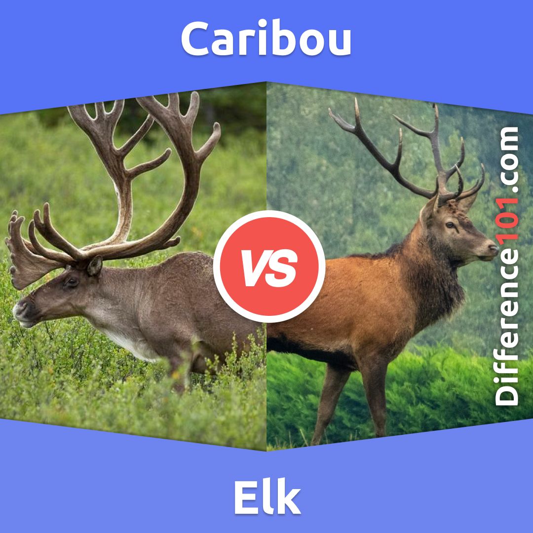 Caribou vs. Elk What s The Difference Between Caribou and Elk