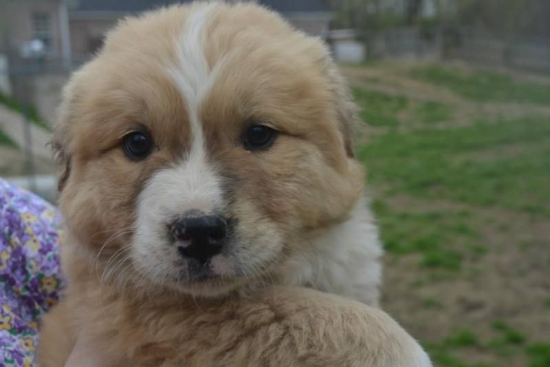 Adopt Benn On A New House Needs Diy Dogs Chow Chow Dogs Chow