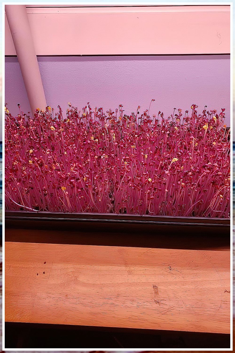 A lot of people are wondering why restaurants buy micro greens and other vegetables from a local garden center. It is a wise decision because growing microgreens organically has many benefits. When you eat fresh vegetables grown organically, you know exactly what it was like growing them. No pesticides or anything else that might destroy the nutrients in the vegetables. Most of the time, the vegetables will be eating these nutrients naturally. Types Of Vegetables, Fresh Vegetables, Growing Vegetables, Microgreens Garden, Growing Microgreens, Perennial Garden, Garden Plants, Planting Succulents, Planting Flowers