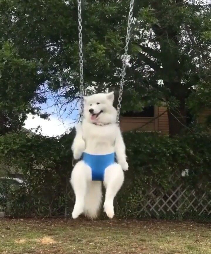 Little one enjoying the swing Little one enjoying the swing