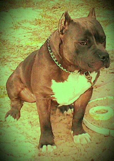 American Bully 100 Razors Edge Nina S Bloodline Bully