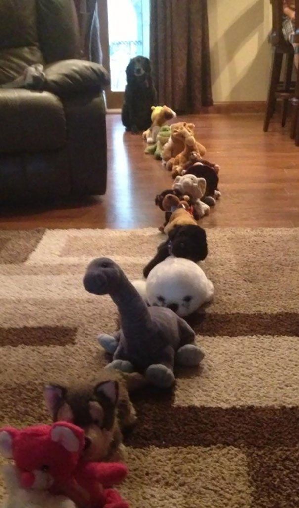 10 Pics Of Dogs Caught Doing Weird Things Cute Funny Animals