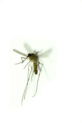Vitamin B1 As A Mosquito Repellent Herbs Health Pinterest Vitamin B1 As A Mosquito Repellent Take 1hr Before Outside Around Mosquitos