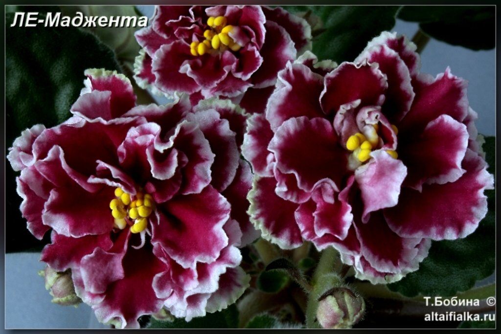 Фиалка Маджента Фото Фиалка Маджента Фото