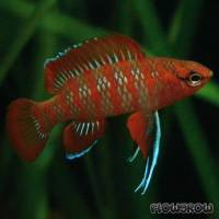 Scarlet Blaubarsch