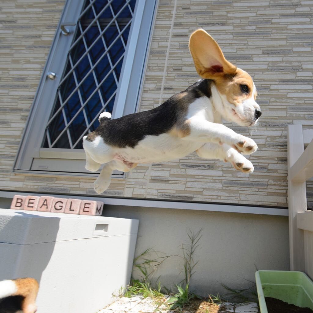 Learn How To Stop Dog Barking In 6 Easy Steps Includes Tips On