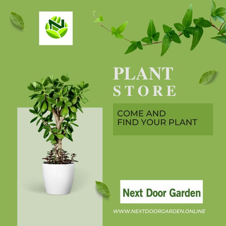 Come visit our store and start looking for the best plant that suits your garden. Reach out to us to know more: 🌐nextdoorgarden.online ☎️+61 423 092 354 📧 nxtdoorgarden@gmail.com #nextdoorgarden #houseplant #garden #hangingplants #iloveplants #plantoftheday #instaplant #plantstagram #plantlover #plantlife #plant #gardening #nature #neighborhood #flower #environtmental #sharing " Plants Online, Cool Plants, Plant Lover, Hanging Plants, House Plants, Herbs, Nature, Flowers, Gmail