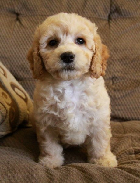 Puppies For Sale Cockapoo Puppies Puppies Cockapoo Puppies For