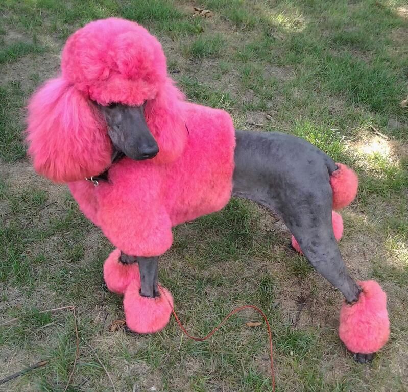 The 25 Best Creative Grooming Ideas On Pinterest Adorable Puppies the-25-best-creative-grooming-ideas-on-pinterest-adorable-puppies