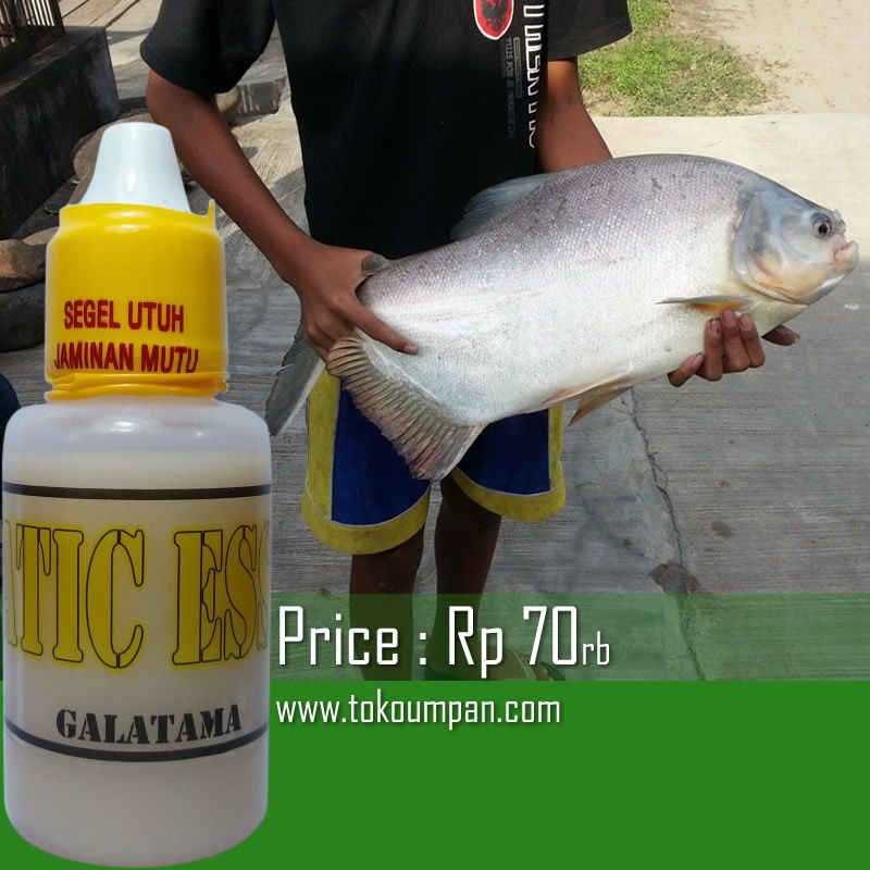 Essen Ikan Mas Babon Galatama