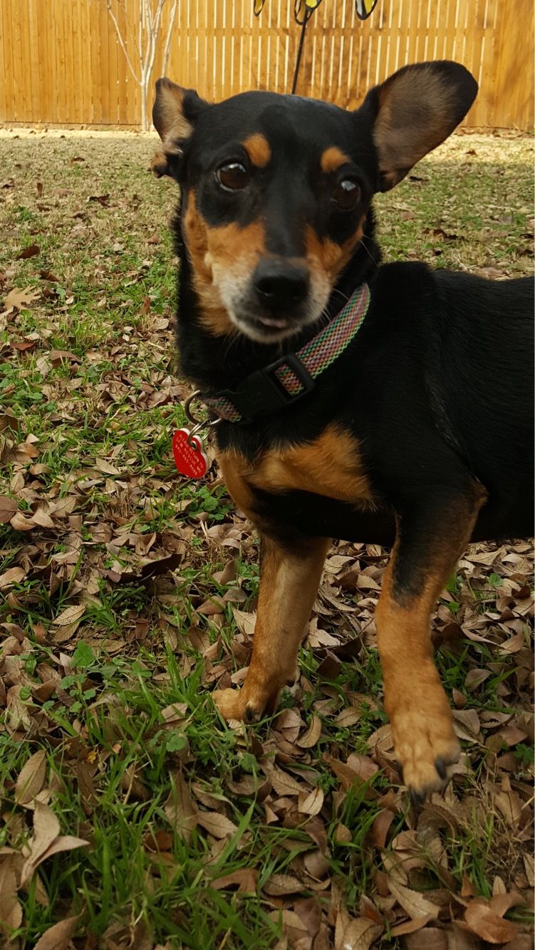 Chiweenie Dog For Adoption In Denton Tx Adn 424618 On