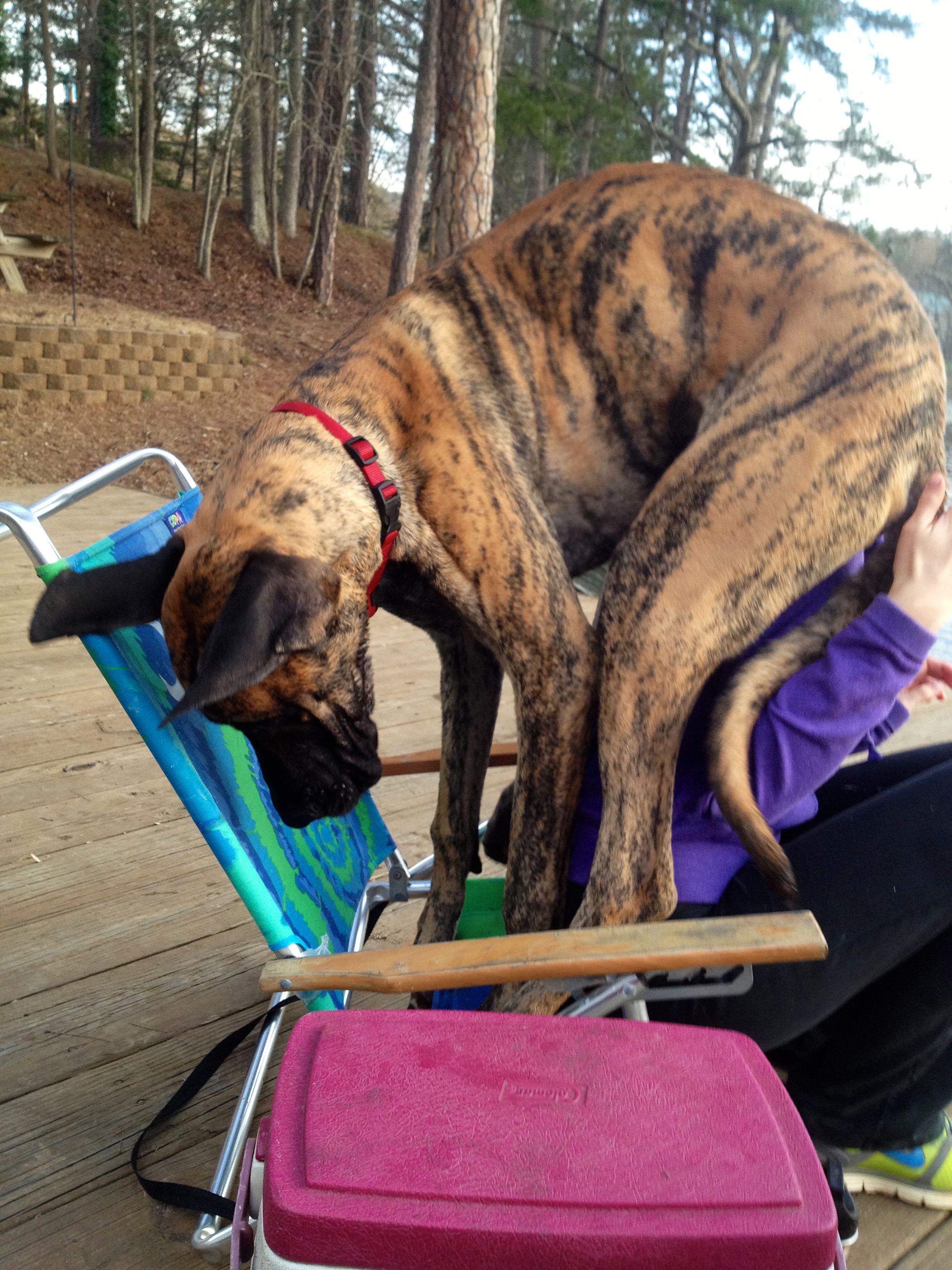 Great Danes Aren T Lap Dogs Lap Dogs Great Dane Rescue Great